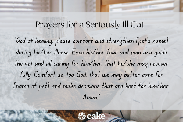 Prayers for a sick cat